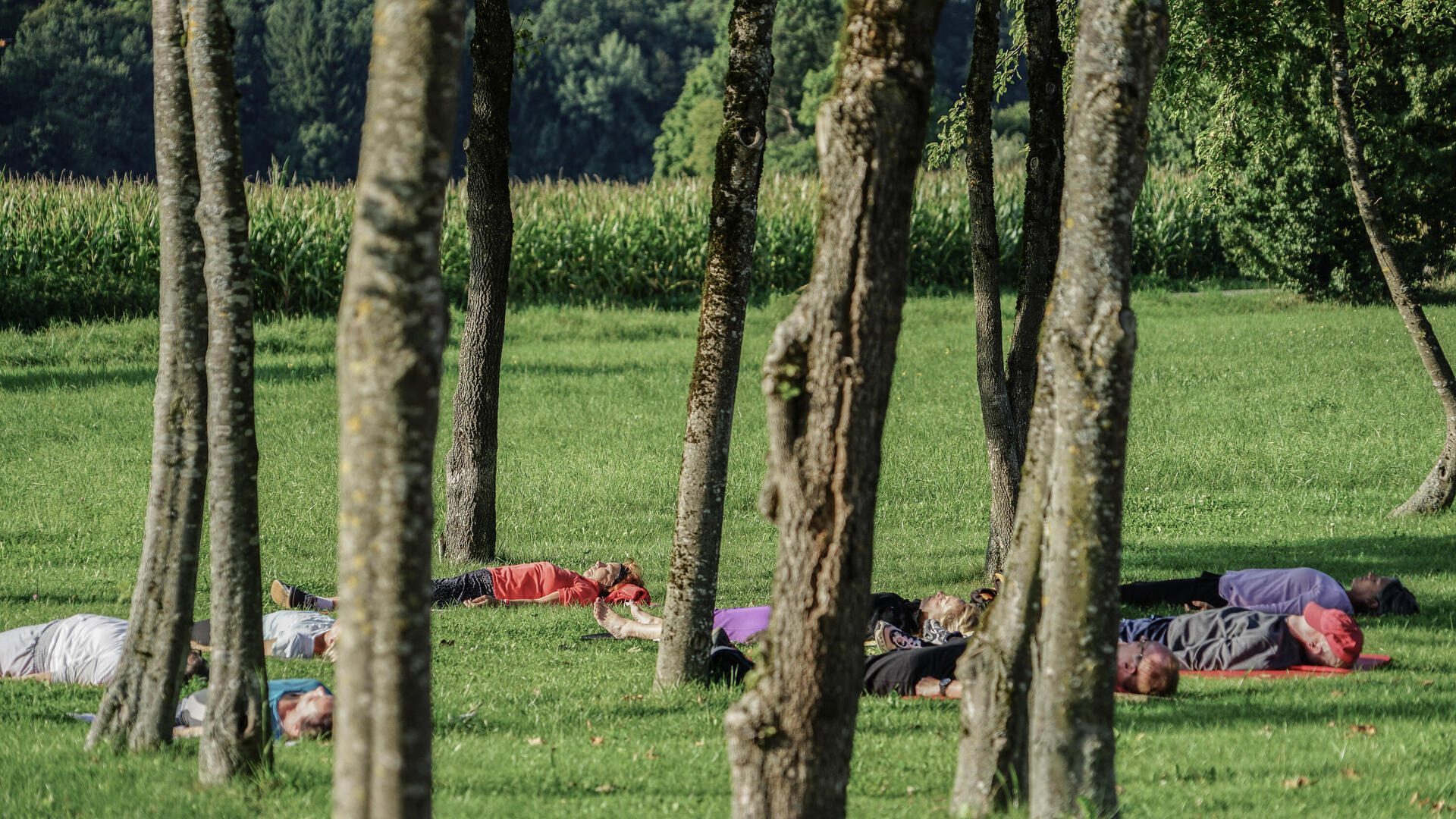 גרמנים נרגעים ביער. אבל מה זה יער? "מבחינה רפואית נרצה עצים בגובה מסוים, עם צפיפות מסוימת, שתעניק אור מסונן, לא יער חשוך מדי כמו בג'ונגל"