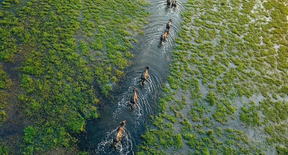 פוטו תחרות הצילום של סוני 2026 בופאלו סרי לנקה 