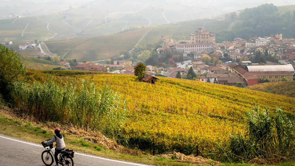כרמים ליד הכפר ברולו שם מיוצר הנביולו. בזכותו נחשבים יינות המחוז למתוחכמים ויוקרתיים (צילום: MARCO BERTORELLO / AFP) כרמים ליד הכפר ברולו שם מיוצר הנביולו. בזכותו נחשבים יינות המחוז למתוחכמים ויוקרתיים