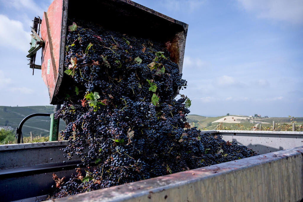 בציר ענבי ברברה ליד העיר אסטי. מייצרים מהם יינות שנחשבים קלילים יותר (צילום: MARCO BERTORELLO / AFP) בציר ענבי ברברה ליד העיר אסטי. מייצרים מהם יינות שנחשבים קלילים יותר