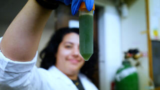 ארליך – קולינג קרופס