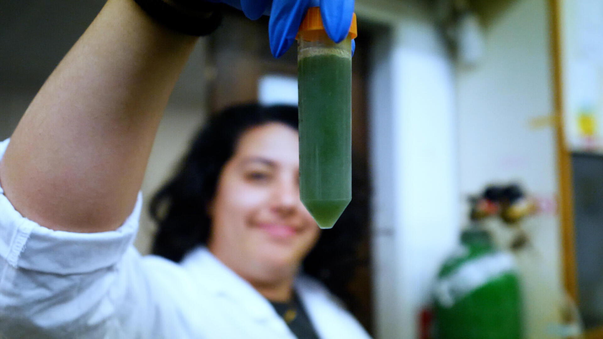 ארליך – קולינג קרופס