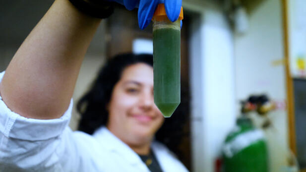 ארליך – קולינג קרופס גודל וידאו