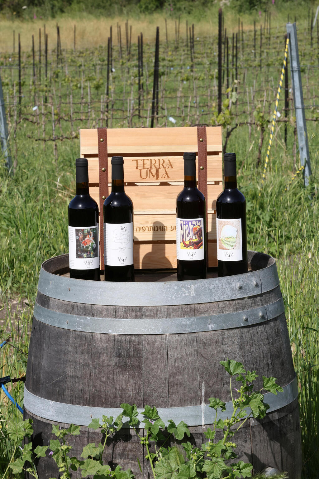 פנאי תומר וינברג עמותת טרה אומה מסייעת ללוחמים וללוחמות המתמודדים עם פוסט טראומה לחזור למסלול חיים עושים יין