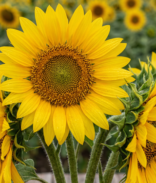 תמונה של זר חמניות שנוצרה באמצעות ננו בננה פרו