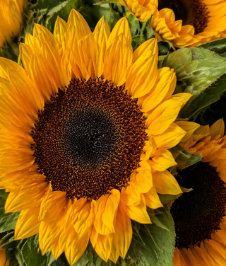 תמונה של זר חמניות שנוצרה באמצעות מודל התמונות החדש של OpenAI