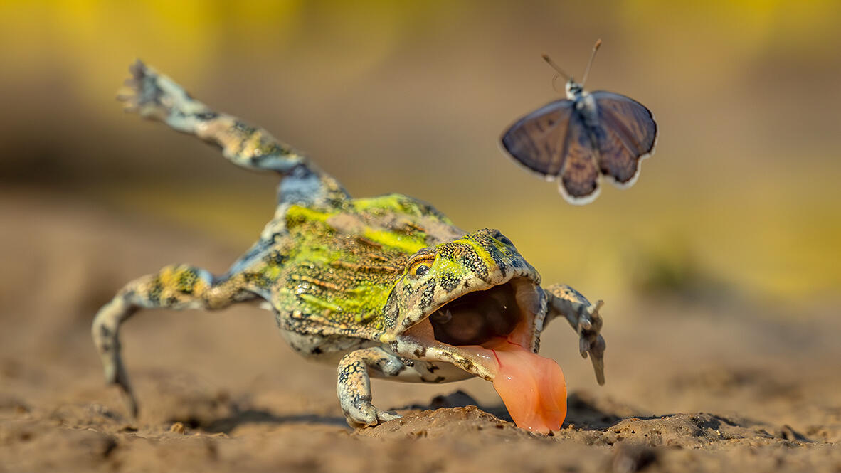 פוטו תחרות צילומי טבע gdt צפרדע