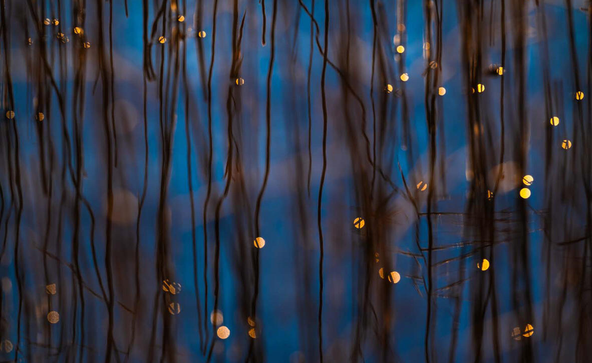 פוטו תחרות צילומי טבע gdt אורות