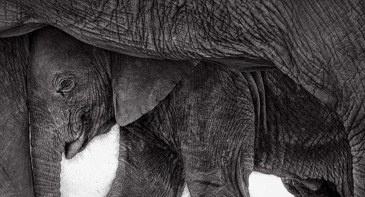 פוטו תחרות צילומי טבע gdt פילים