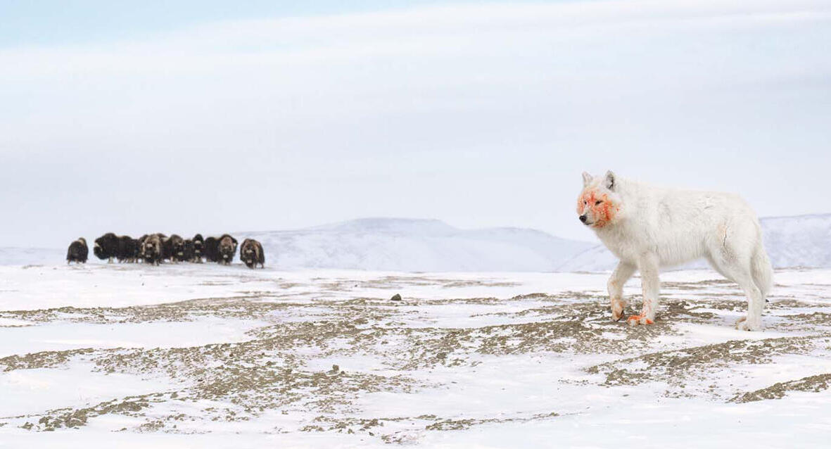 פוטו תחרות צילומי טבע gdt יריבים ותיקים