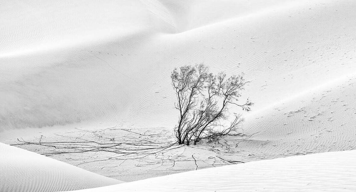 פוטו תחרות צילומי טבע gdt עץ במדבר