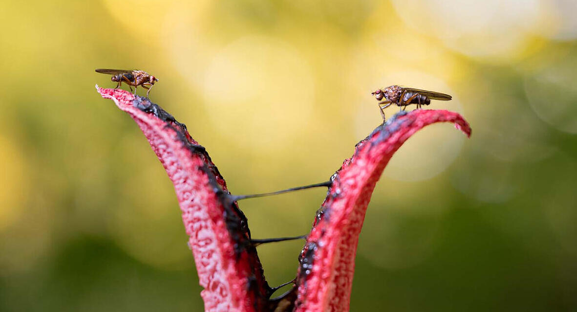 פוטו תחרות צילומי טבע gdt צמח טורף