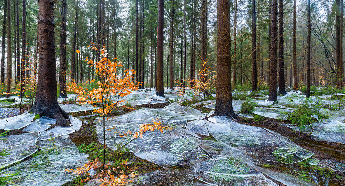 פוטו תחרות צילומי טבע gdt יער קפוא