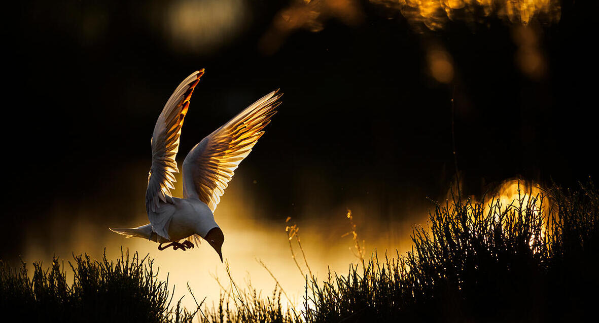 פוטו תחרות צילומי טבע gdt ציפור