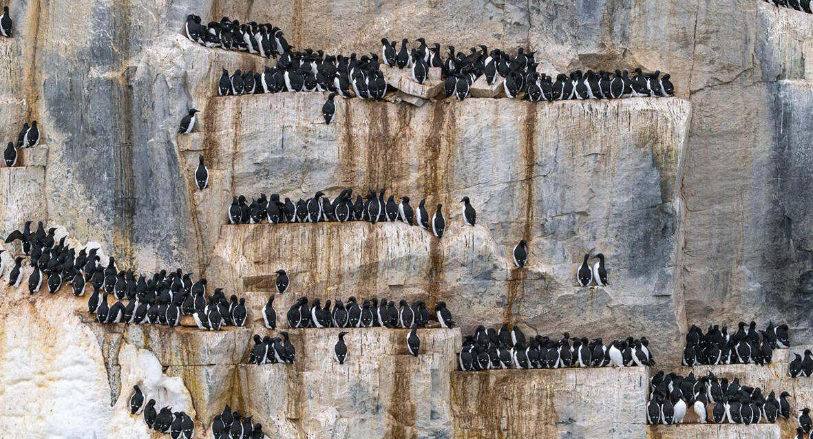 פוטו תחרות צילומי טבע gdt פינגווינים