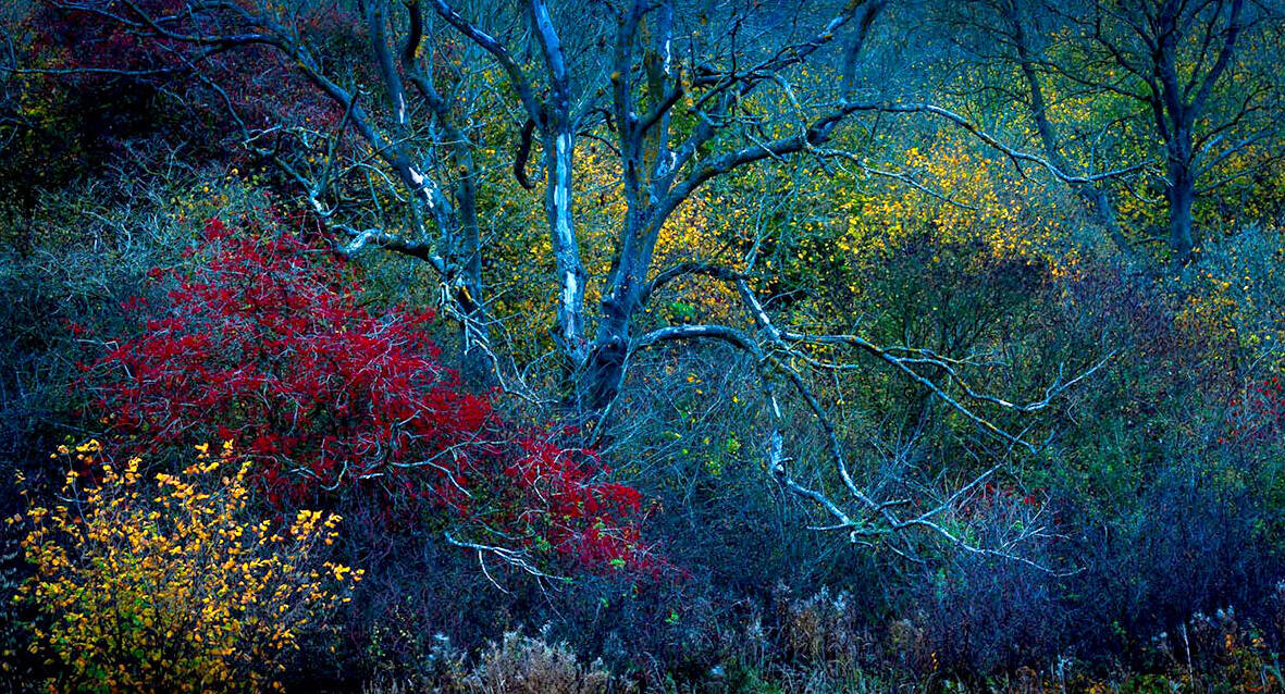 פוטו תחרות צילומי טבע gdt יער צבעוני