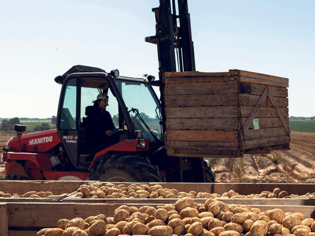Potato field in Nir Oz (Tal Shahar) שדה תפוחי אדמה ב ניר עוז