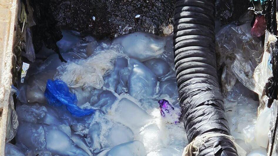 Jellyfish at the Rutenberg Ashkelon Power Plant (Israel Electric Company) מדוזות ב תחנת הכוח רוטנברג אשקלון