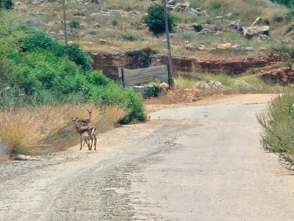 צבאים משוטטים באזור שאליו אמורה לעבור עגלת הקפה ראש העין