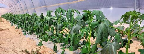Vegetable crops in Nitzana. Vegetable crops in Nitzana.