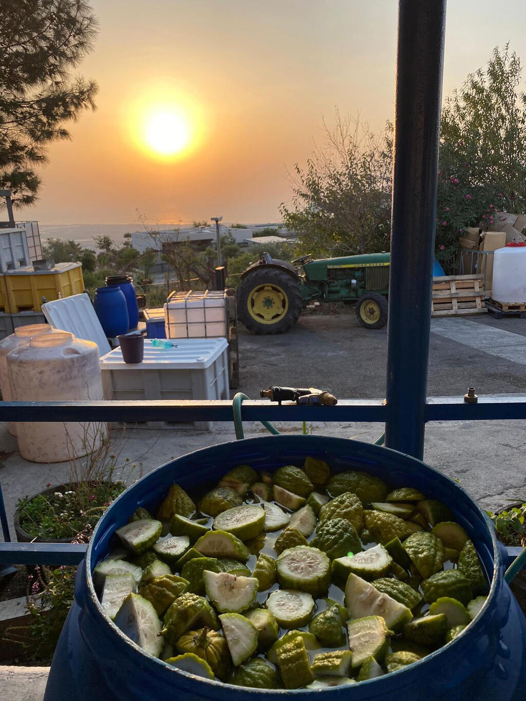 האתרוגים לקראת הכנה. כשיושבים בחצר שומעים את הבומים מעבר לגבול
(צילום: באדיבות מזקקת יוליוס) תזקיק אתרוגים ב מזקקת יוליוס ב חניתה פנאי