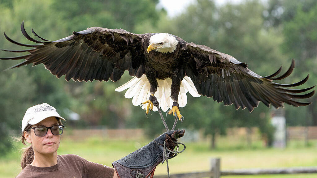 בזייר Falconer 