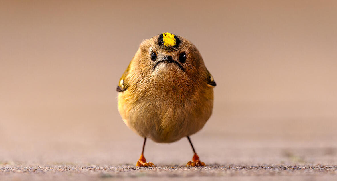 פוטו תחרות צילומים של חיות מצחיקות ניקון angry bird 