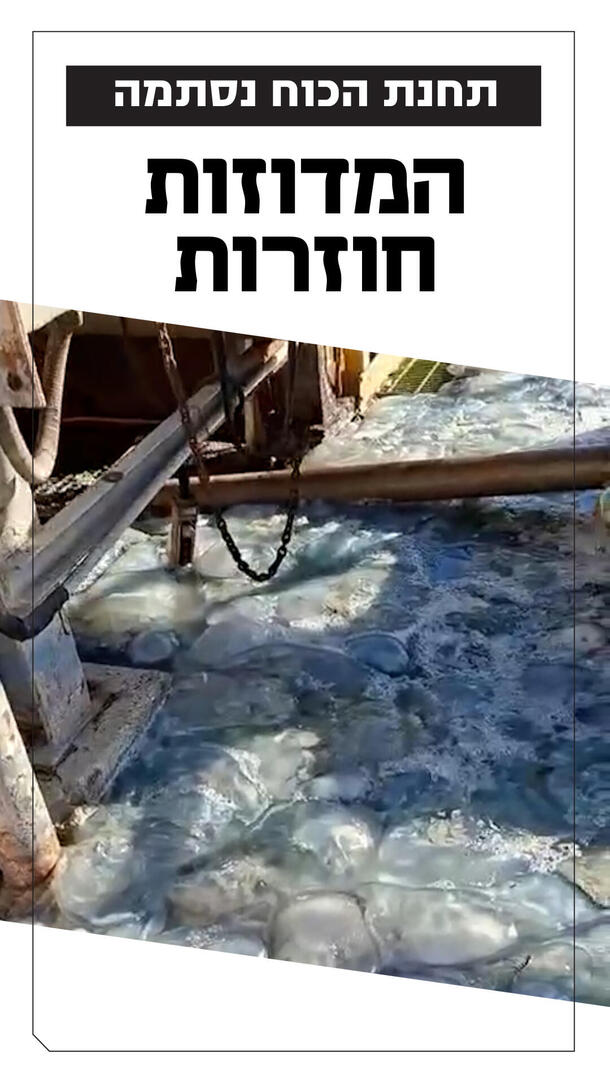 מדוזות