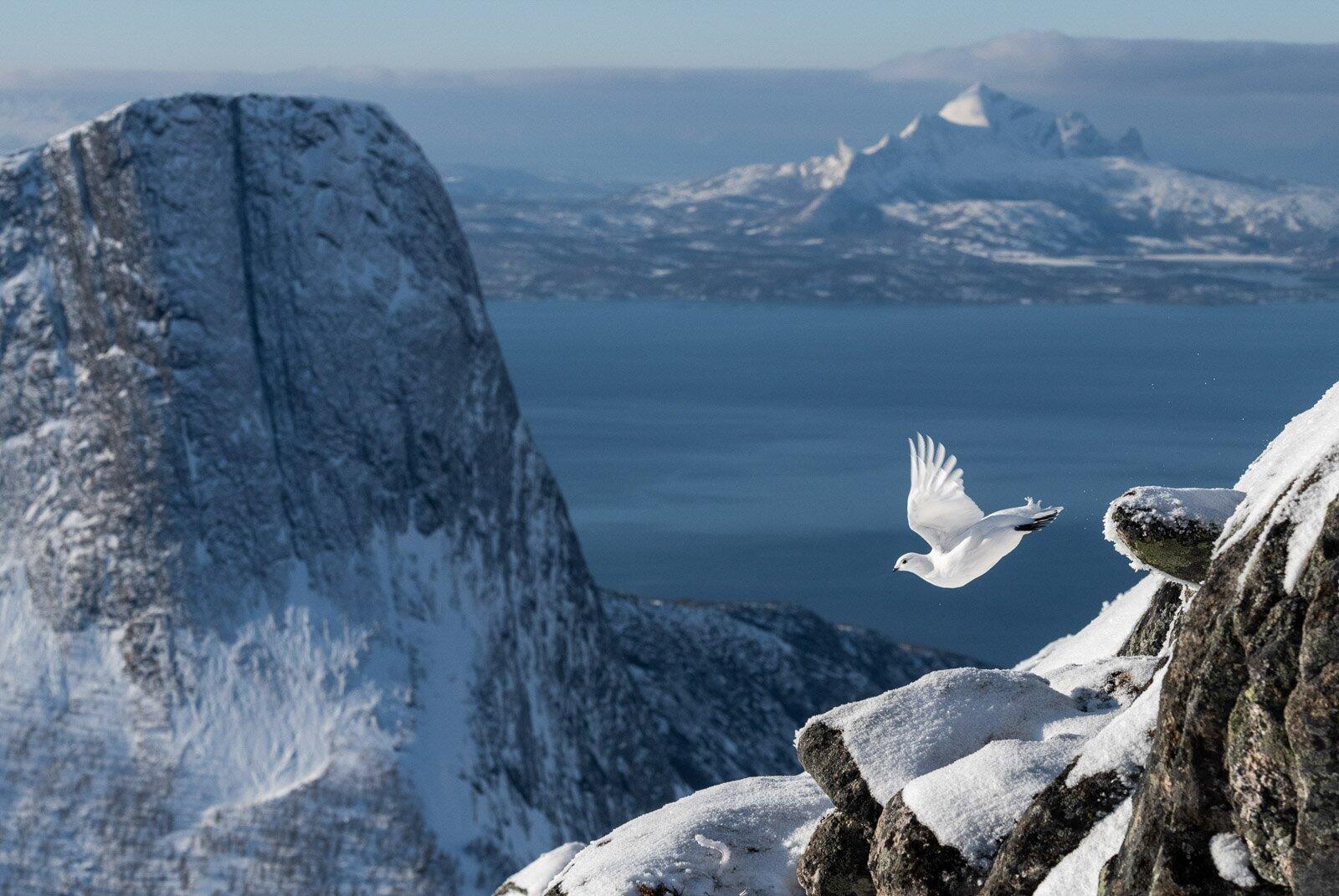 צילום: Erlend Haarberg / Bird Photographer of the Year