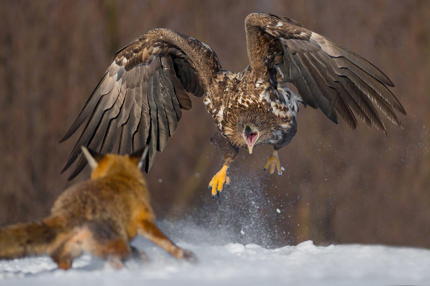 צילום: Damian Kwasek / Bird Photographer of the Year