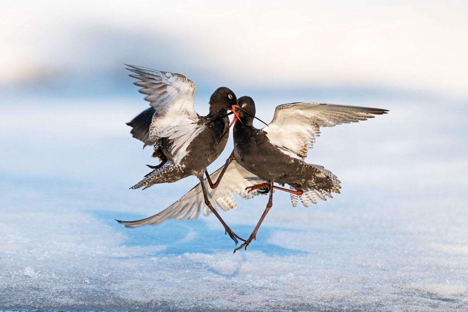 צילום: Erlend Haarberg  / Bird Photographer of the Year