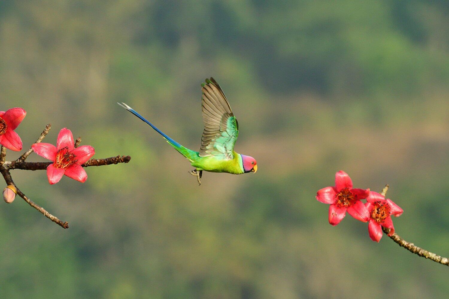 צילום: Achintya Murthy / Bird Photographer of the Year