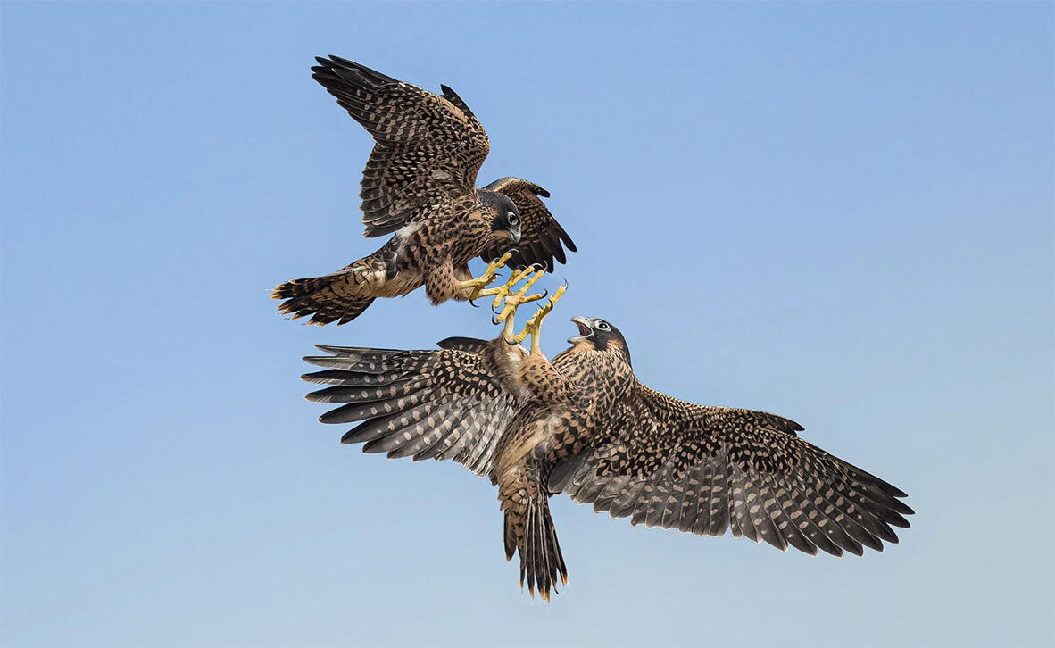 כמו בסתיו, הציפורים: תמונות זוכות מתחרות צילומים 