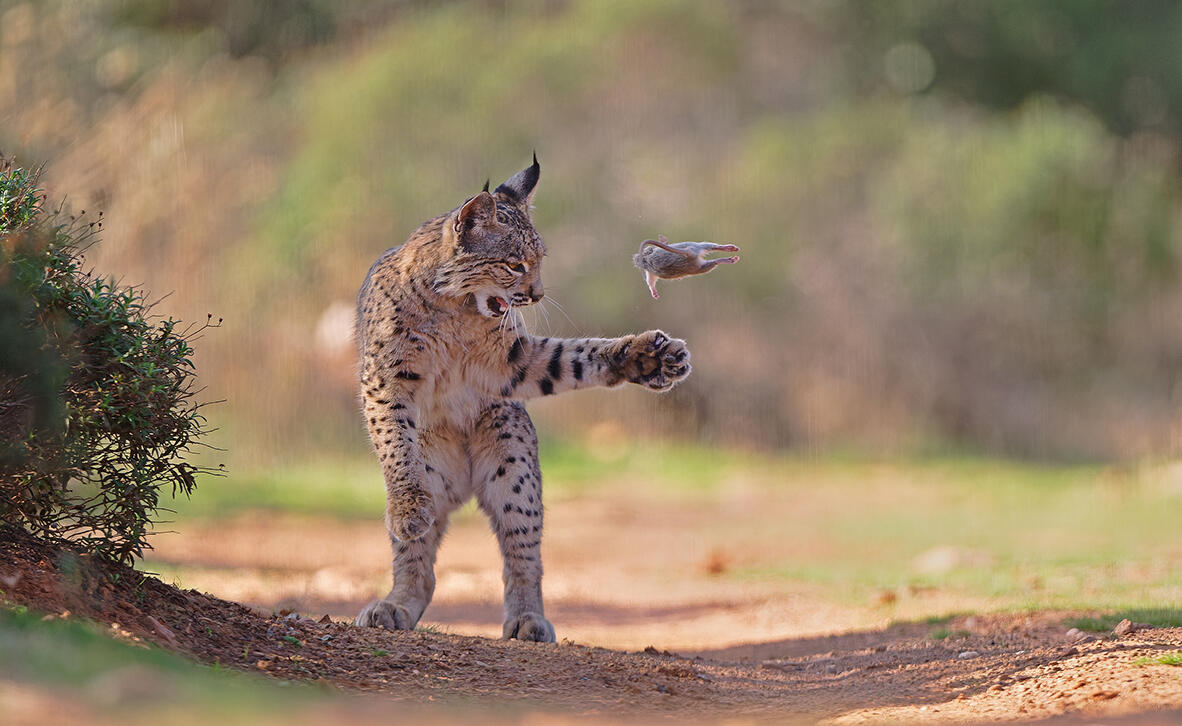 חיים בטבע: מי יהיה צלם חיות הבר של השנה? 