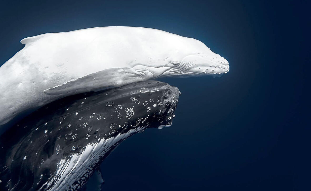 פוקוס טבעי: תמונות זוכות מתחרות צילומי הטבע של 2026 