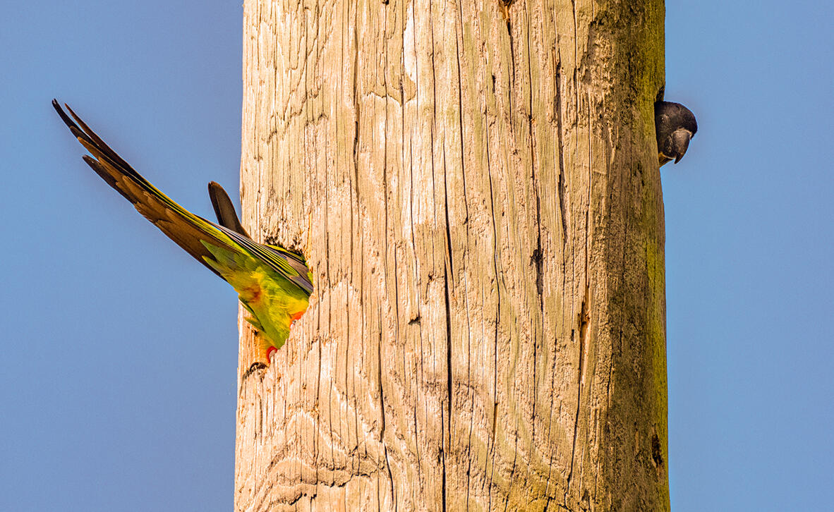 אתנחתא קומית: תמונות משעשעות של חיות בטבע